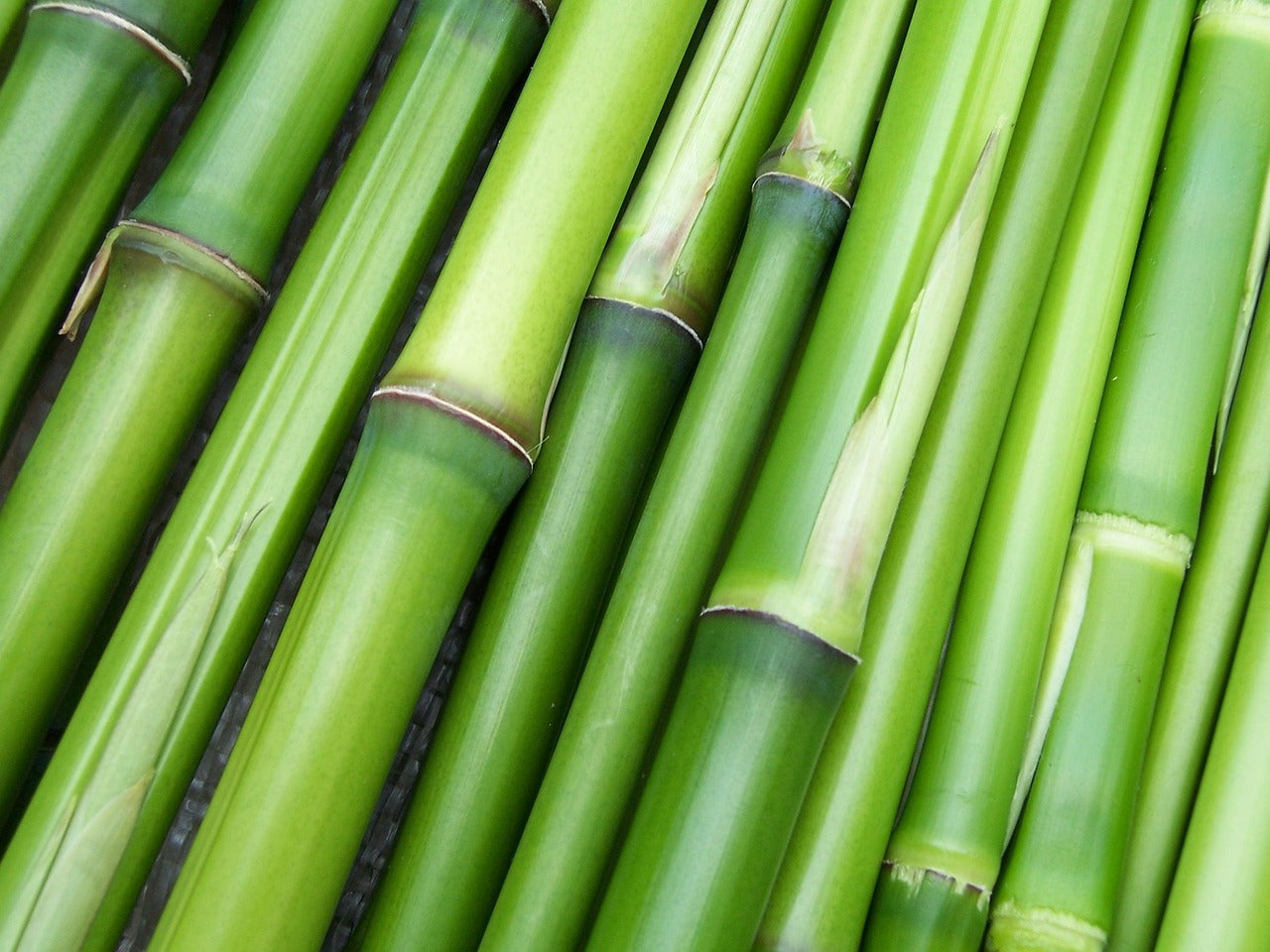 Le bambou : l’or vert du design durable