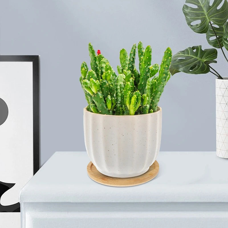 Soucoupes_bambou avec plante