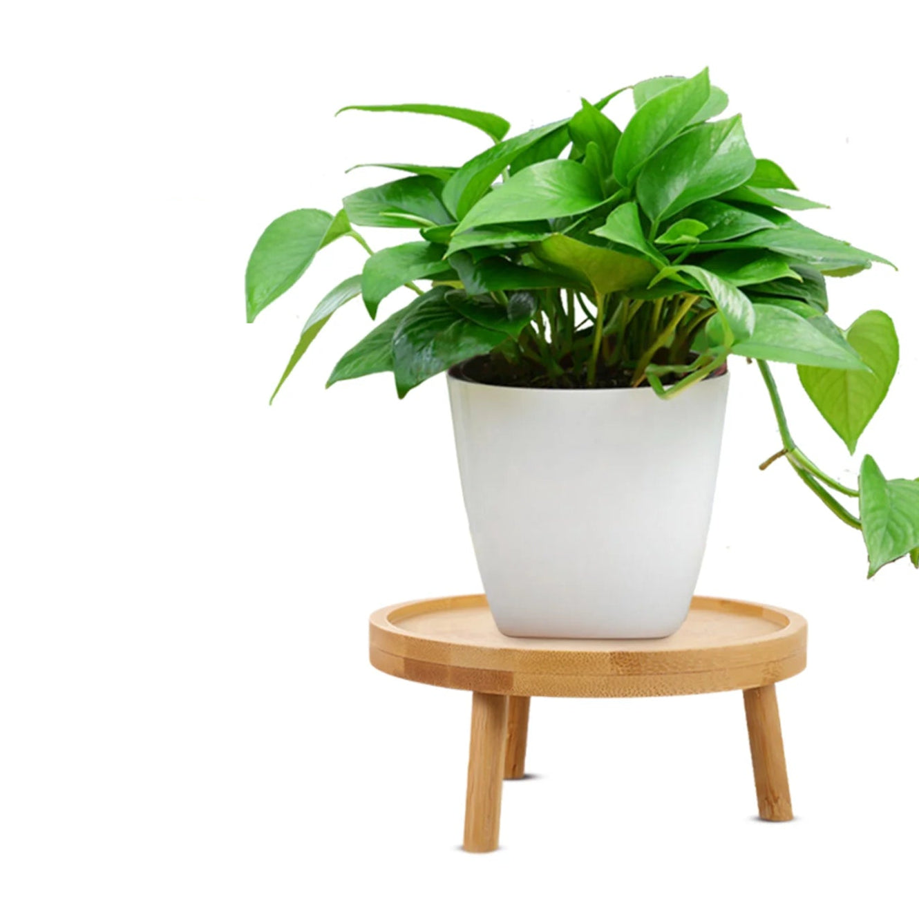 Support en bambou pour fleurs vu de face